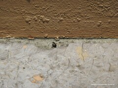 Adelphocoris seticornis