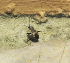 Adelphocoris seticornis