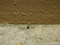 Adelphocoris seticornis