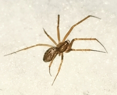 Stemonyphantes lineatus