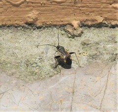 Adelphocoris seticornis