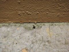 Adelphocoris seticornis