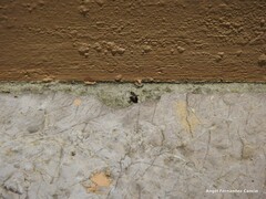 Adelphocoris seticornis