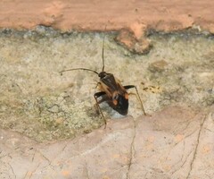Adelphocoris seticornis