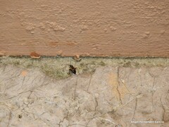 Adelphocoris seticornis