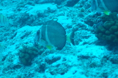 Acanthurus guttatus