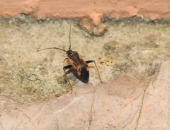 Adelphocoris seticornis