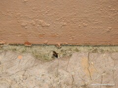 Adelphocoris seticornis