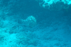 Epinephelus polyphekadion