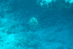 Epinephelus polyphekadion