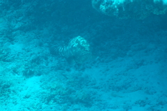 Epinephelus polyphekadion