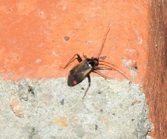 Adelphocoris seticornis