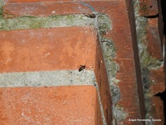 Adelphocoris seticornis