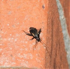 Adelphocoris seticornis