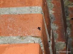 Adelphocoris seticornis