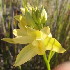 Orthochilus tabularis