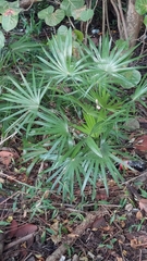 Acoelorraphe wrightii