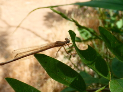 Platycnemis