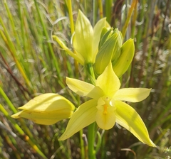 Orthochilus tabularis
