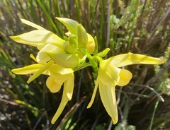 Orthochilus tabularis