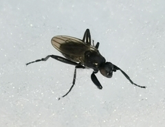 Sphaeroceridae