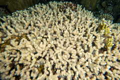 Echinopora fruticulosa