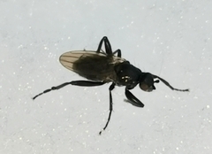 Sphaeroceridae