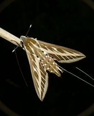 Hyles livornica