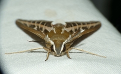 Hyles livornica