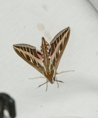 Hyles livornica