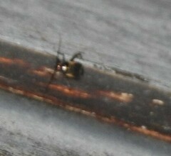 Adelphocoris seticornis