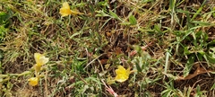 Oenothera affinis