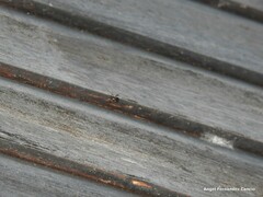 Adelphocoris seticornis