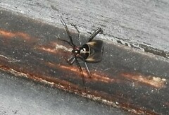 Adelphocoris seticornis