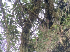 Hellmayrea gularis