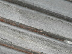 Adelphocoris seticornis