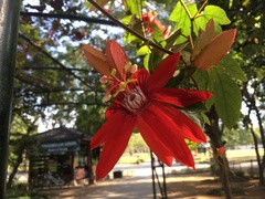 Passiflora miniata × vitifolia