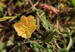 Oenothera affinis