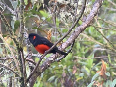 Anisognathus igniventris