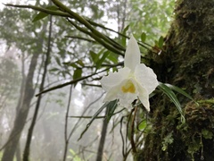 Dendrobium
