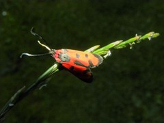 Zygaena laeta