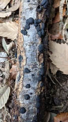 Annulohypoxylon truncatum