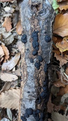 Annulohypoxylon truncatum