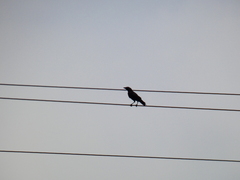 Corvus monedula spermologus