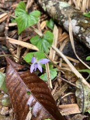Violaceae