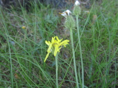 Crepis crocea