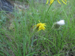 Crepis crocea