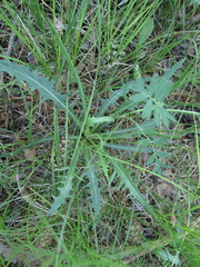 Crepis crocea