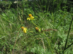 Tephroseris integrifolia