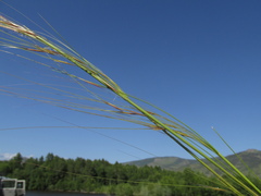 Stipa